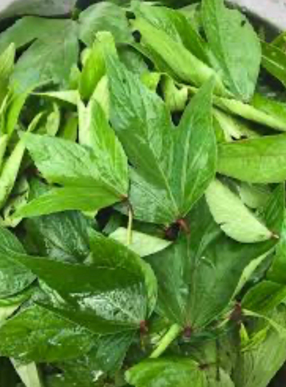 Preorder (Available in Jan 26) Fresh Gongura (Roselle / Sorrel) Leaves – 10 lbs