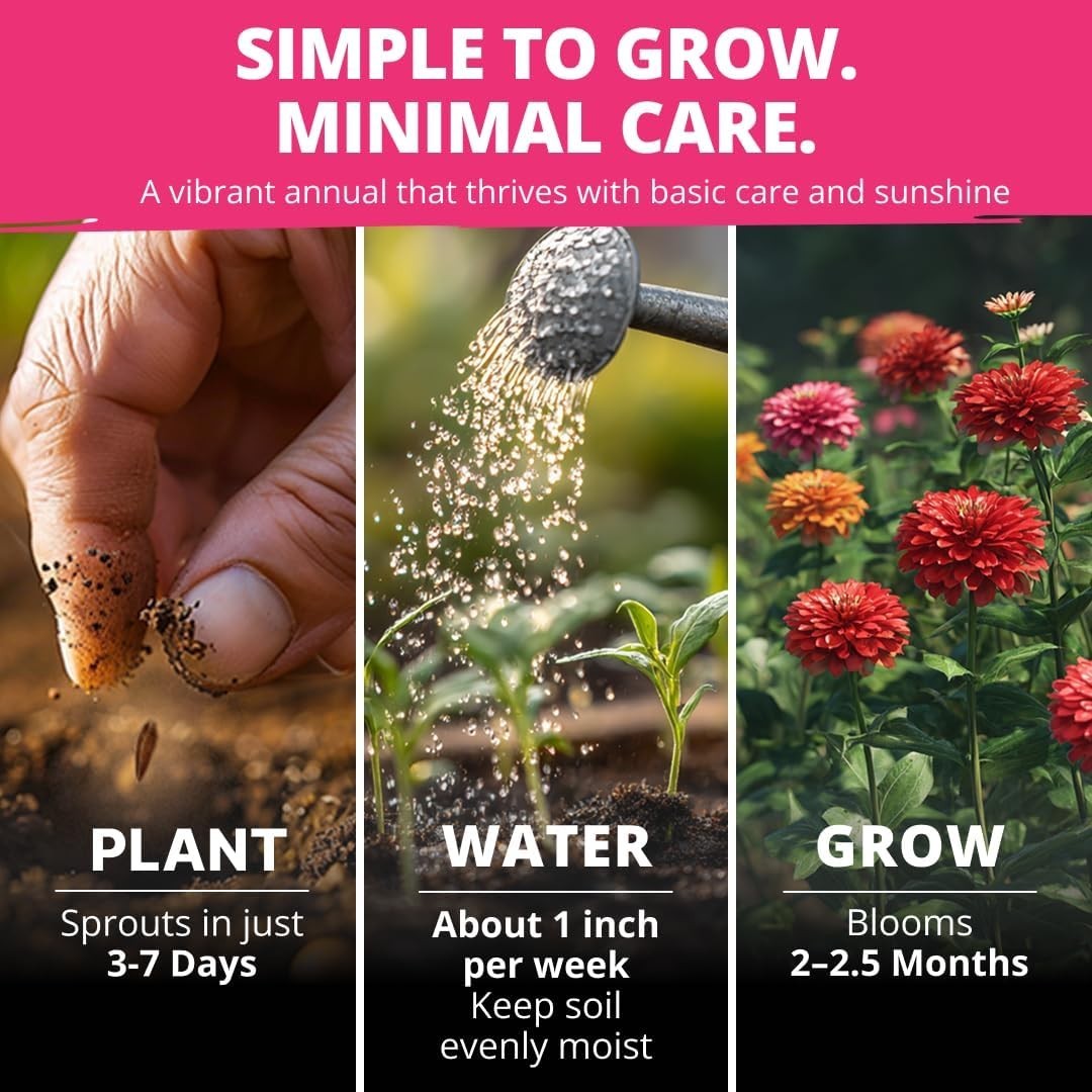 HOME GROWN Zinnia Dahlia Seeds Pack for 2026 Non GMO 524 Flower Seeds | Vibrant