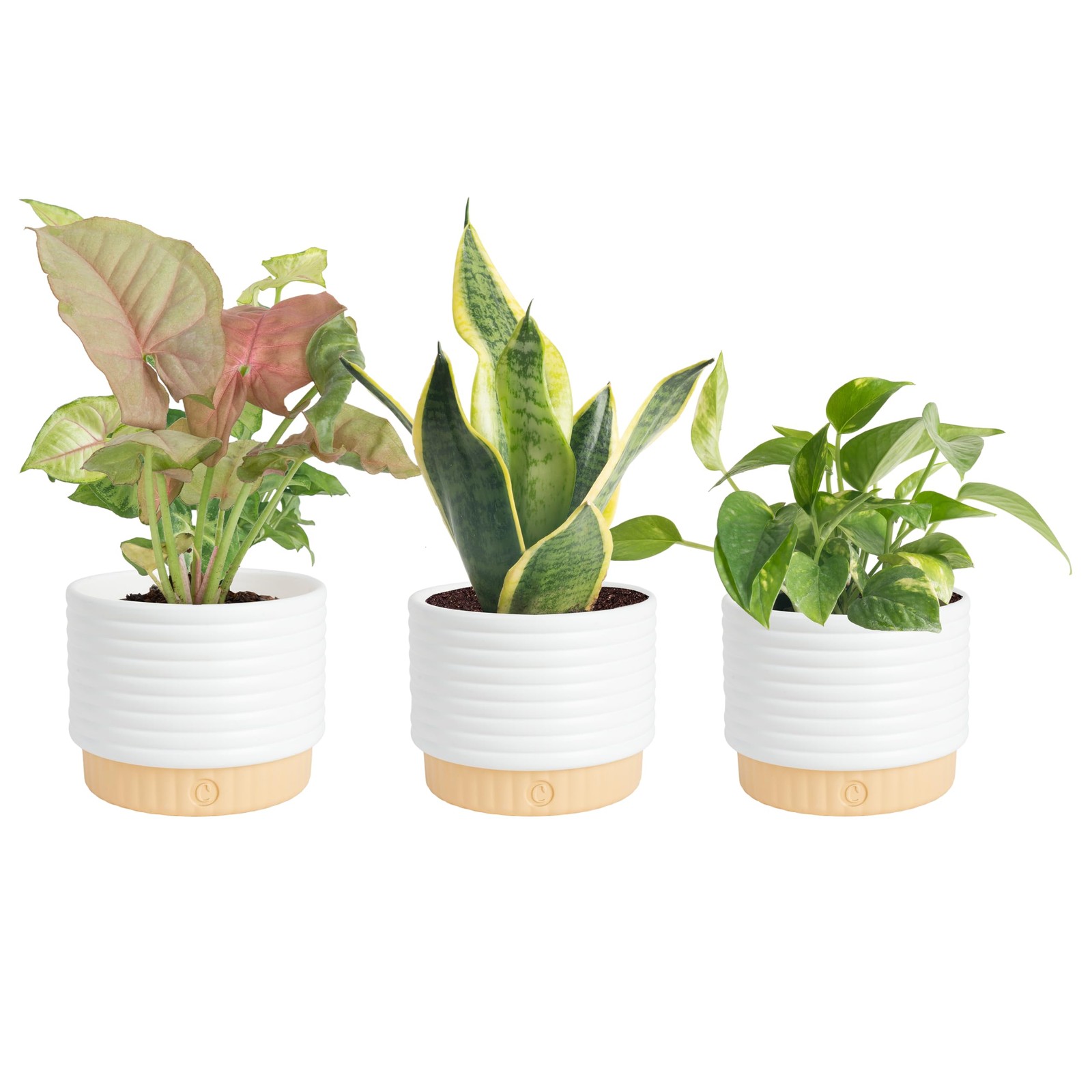 Live Indoor House Plants (3-Pack), Hand Selected Easy to Maintain Indoor Asso…