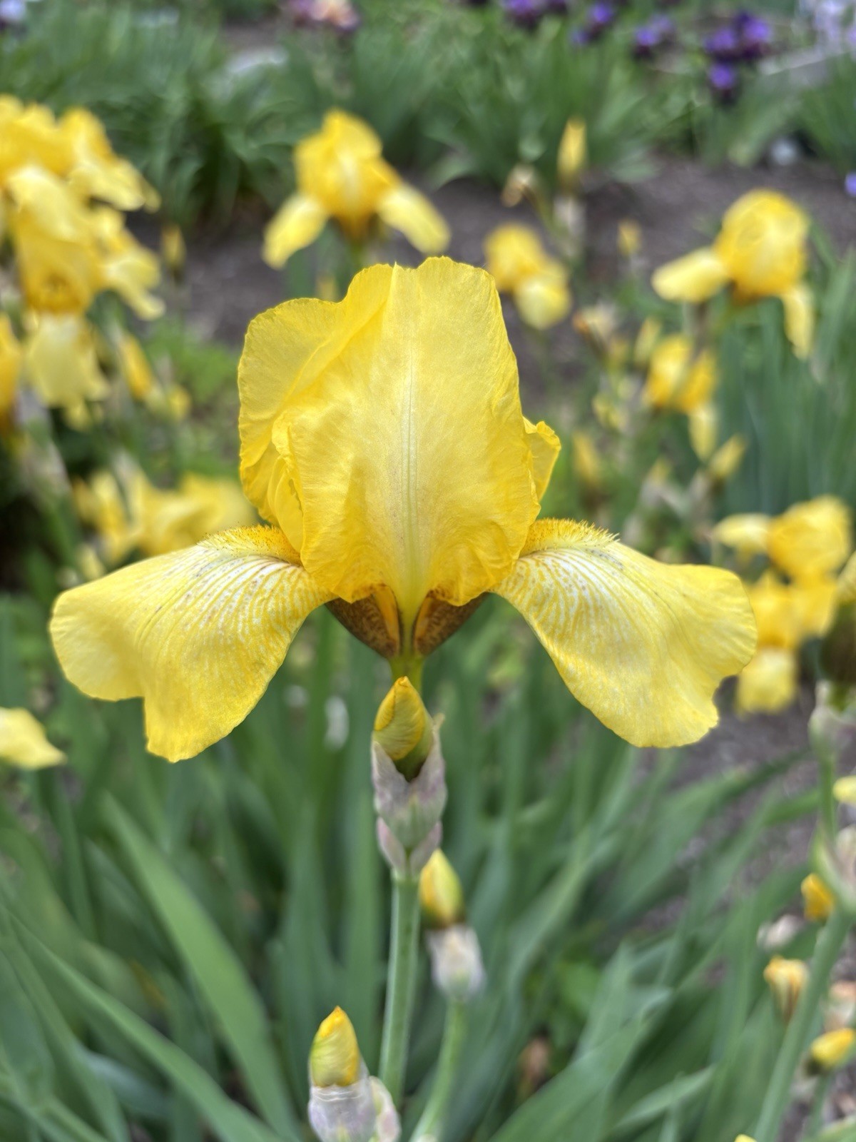 Four Yellow Border Iris Rhizome Perennial