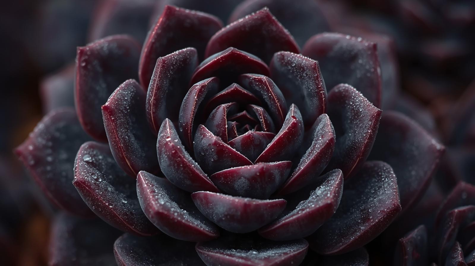 Echeveriaaffinis Black Knight