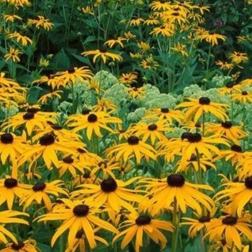 FreeBogo! 100+Black-eyed Susan Wild Flowers Native Organic Easy Grow Perenial