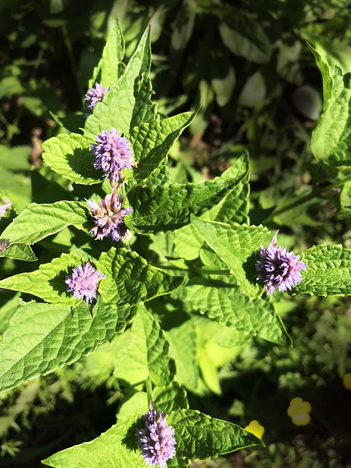 Anise Hyssop, Licorice Mint Seeds (Agastache foeniculum) 500 Seeds (0.2 Grams)
