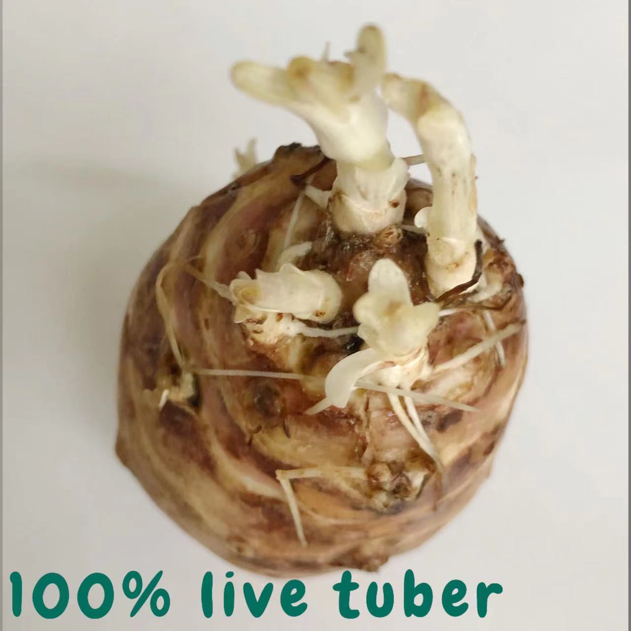 Sprouting Jerusalem Artichoke/Sunchoke – Individual Tubers For Planting