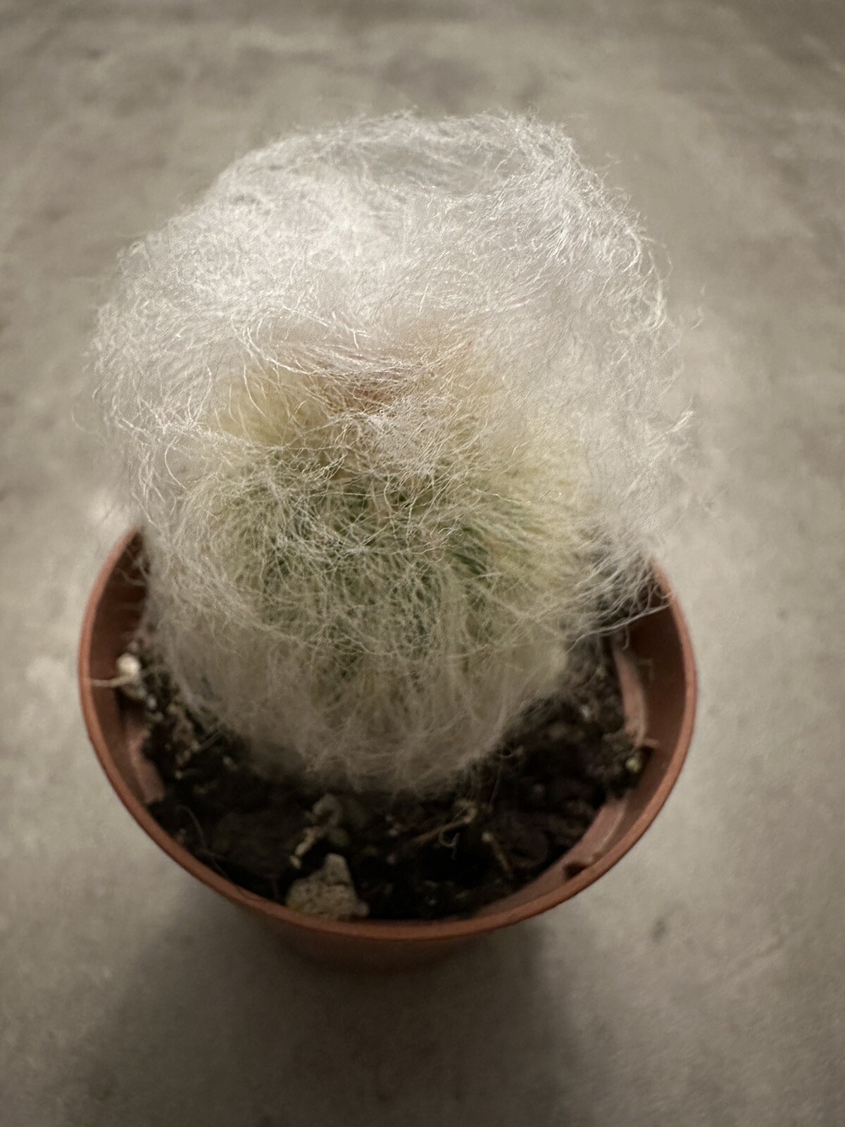 🌵🌵🌵Cactus Plant 2-3 Inches, Soft White Thorn Cactus 🇺🇸USA Seller