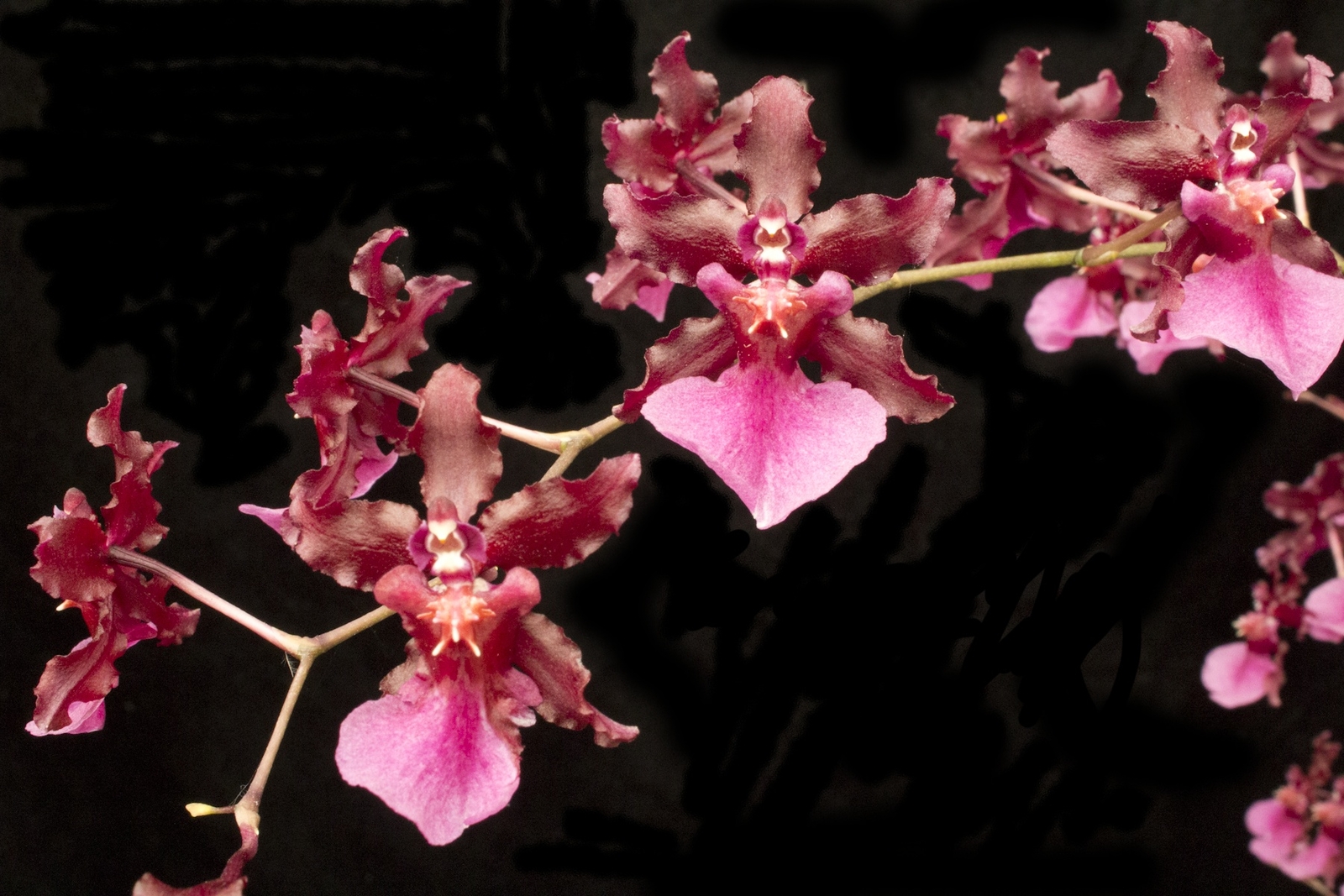 Onc_SHARRY BABY_chocolate fragrance blooms easy grow orchid (NOT in-bud/bloom)