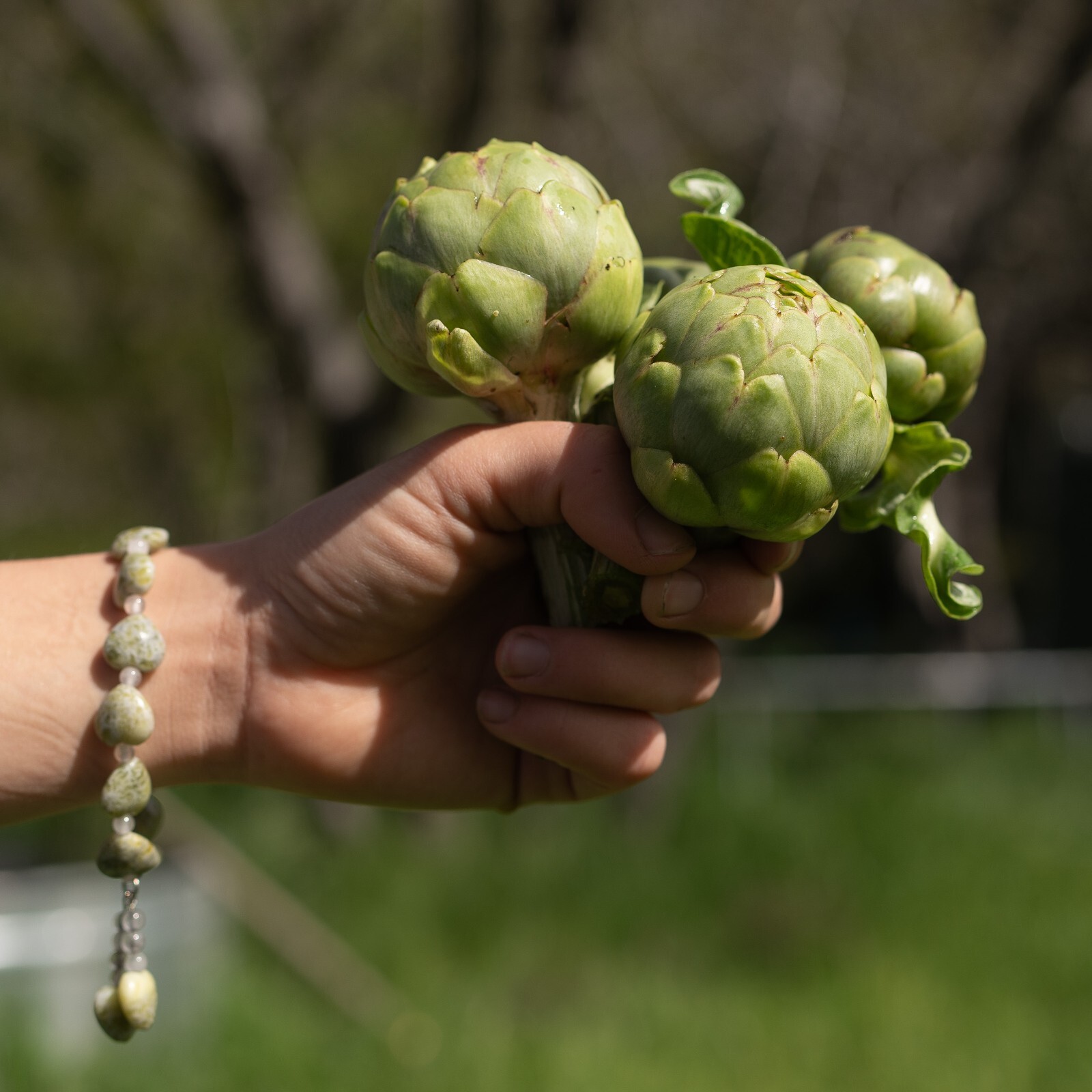 Green Globe Artichoke Seeds