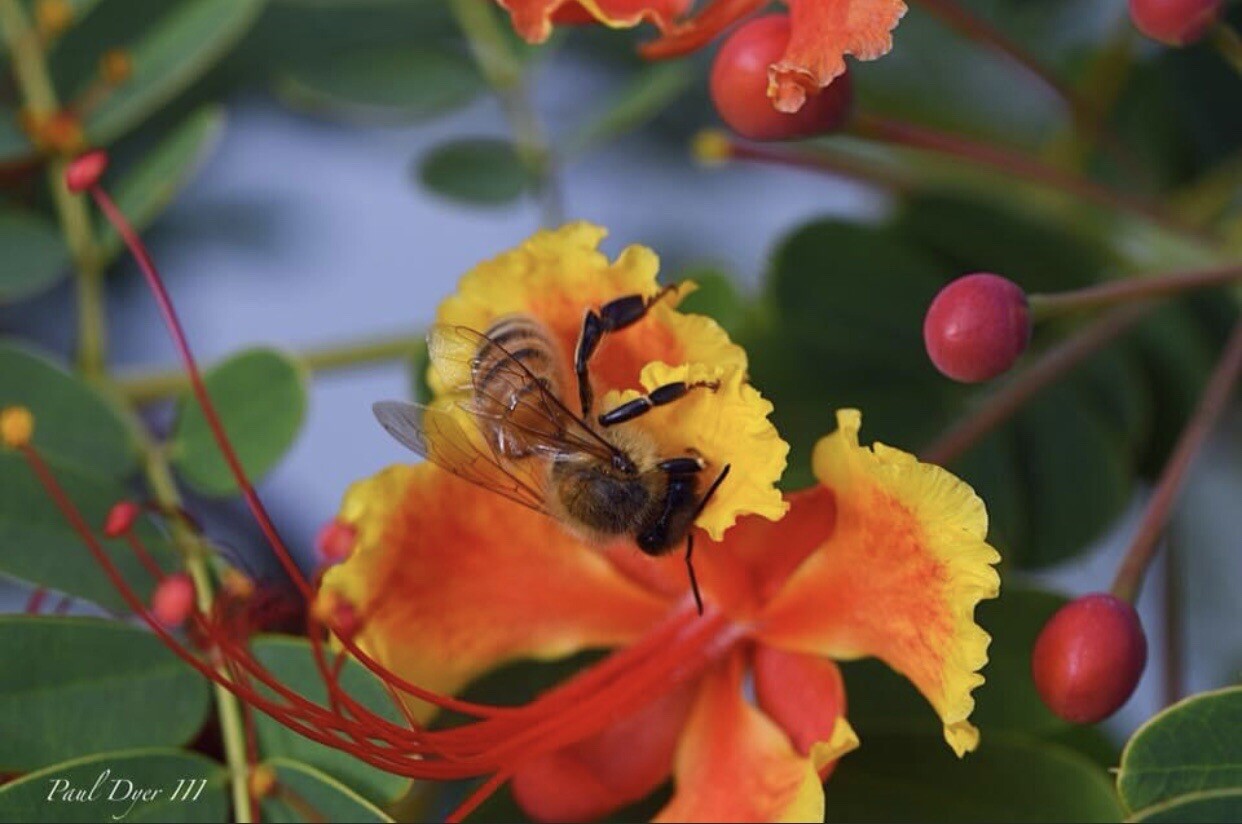 50 seeds Caesalpinia Pulcherrima PRIDE OF BARBADOS Dwarf Poinciana