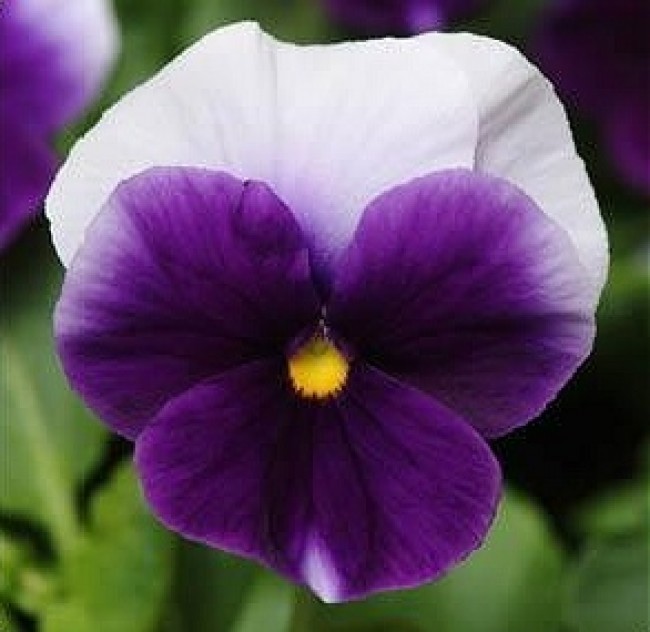Pansy Seeds, Beaconsfield, Viola Seeds, Swiss Giant Pansies, Heirloom Seeds 50ct