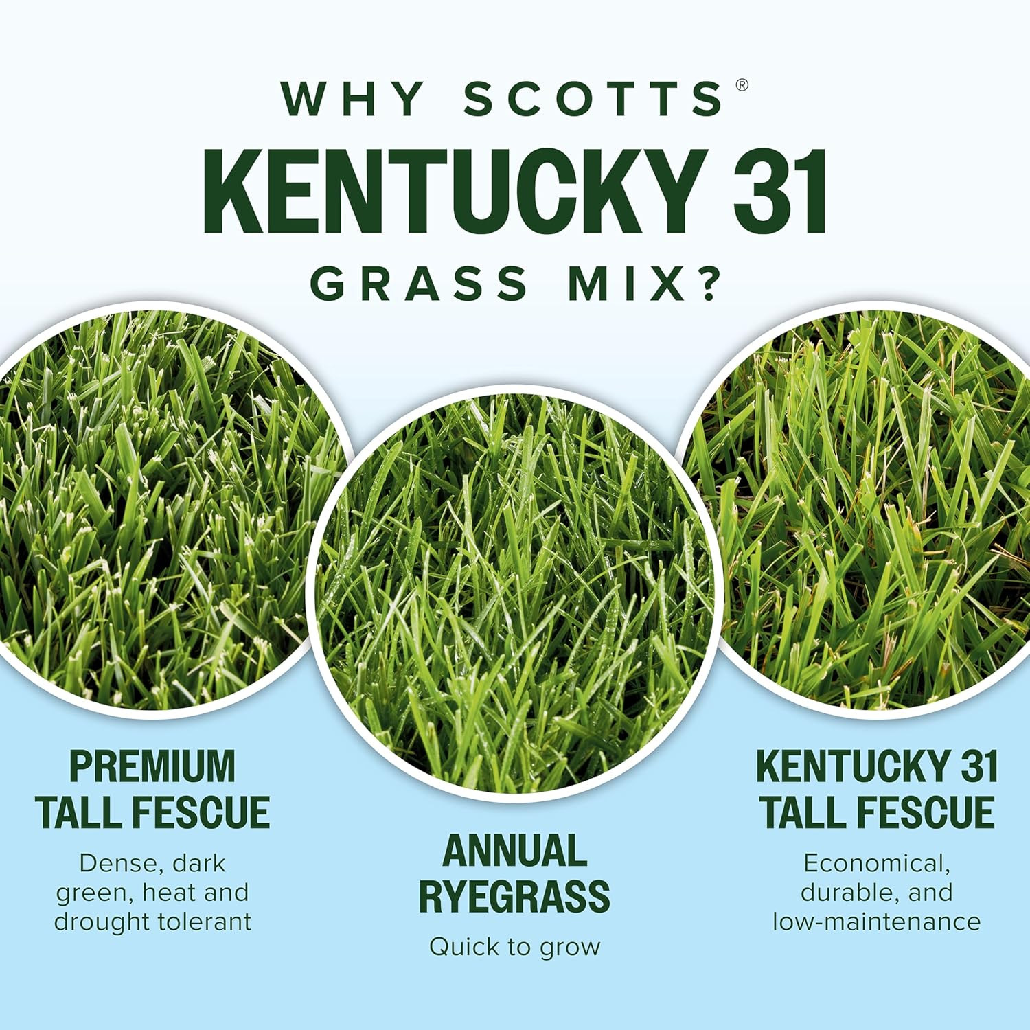Grass Seed Mix for New Lawn Overseeding Garden Covers up to 10,000 Sq. Ft.