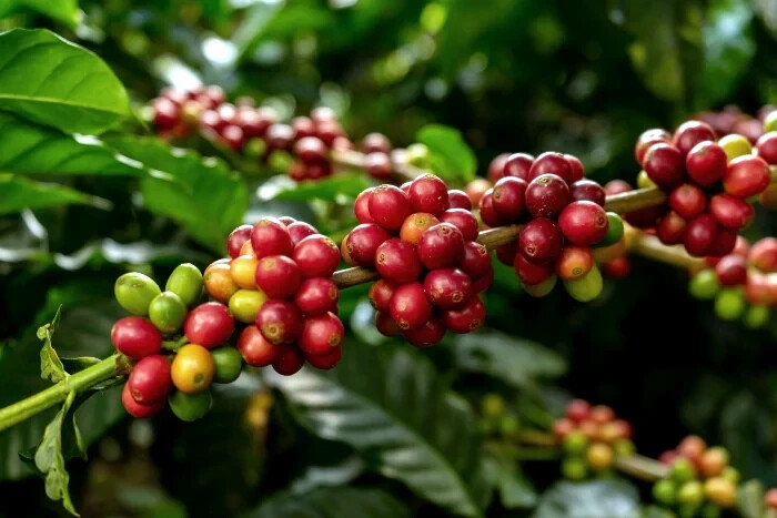 20 Coffea arabica Seeds Tropical EXOTIC Coffee Bean Indoor House Plant Tree RARE