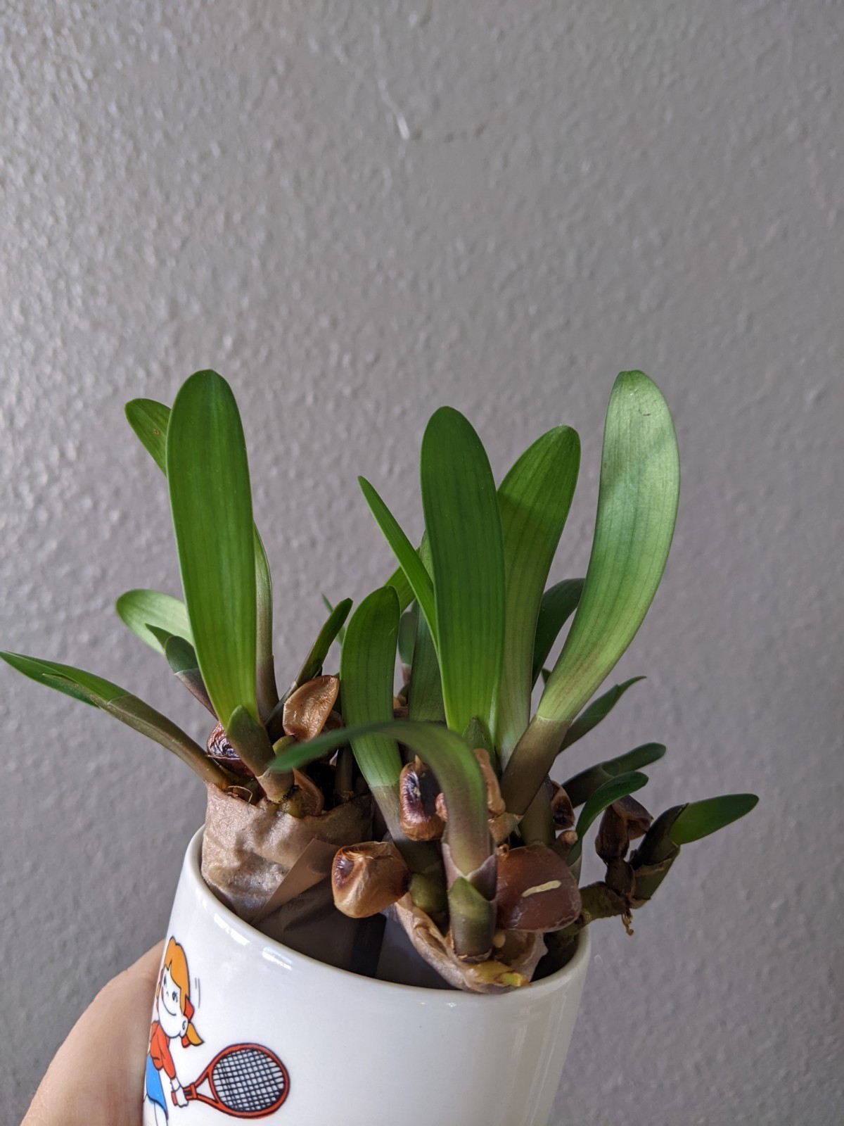 Lot of TEN Orange flower Clivia Miniata (Bush Lily) Seedlings, FREE Shipping