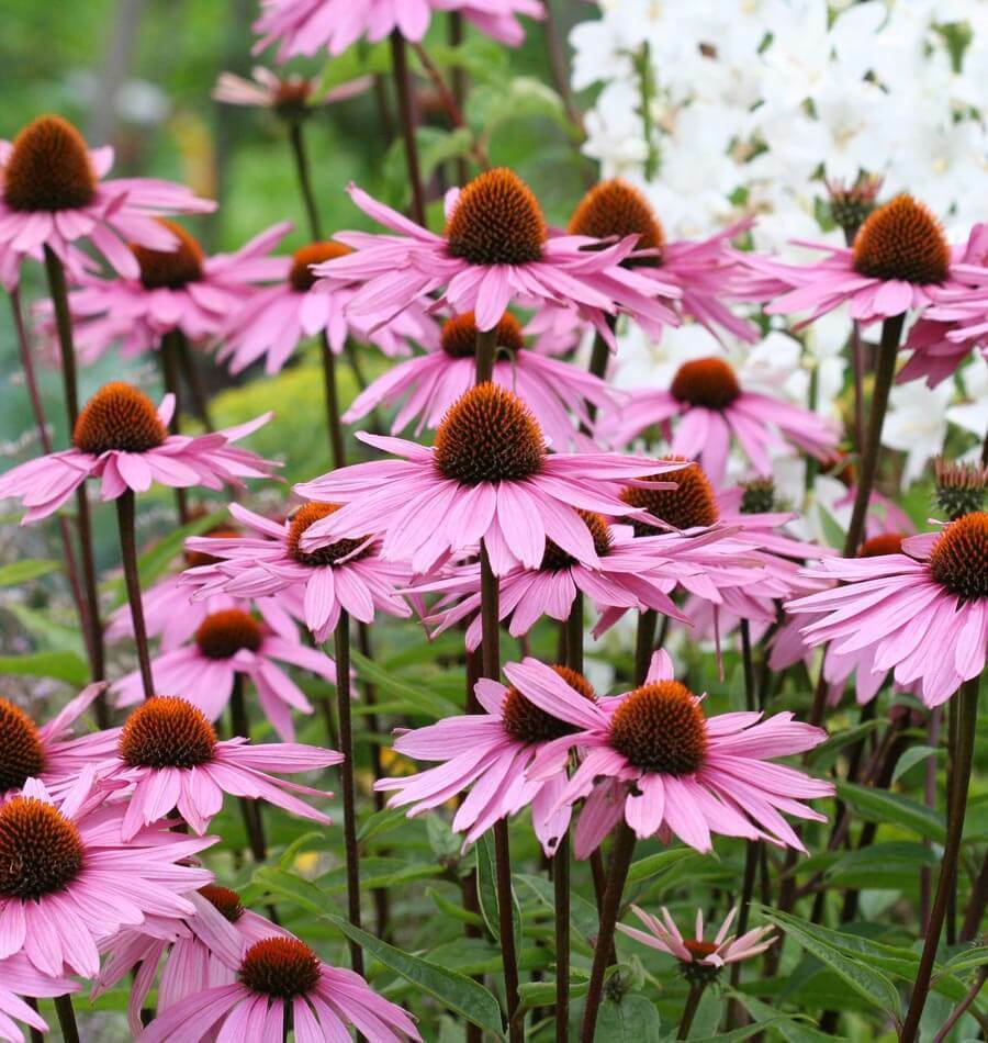 Purple Coneflower Seeds 200+ Echinacea USA FREE SHIPPING PERENNIAL WILDFLOWER