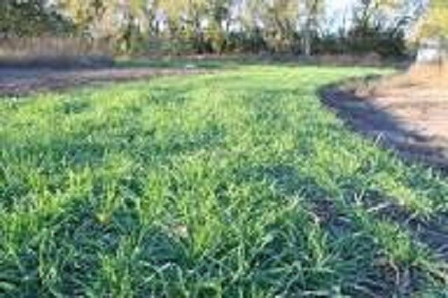 10 LBS WINTER RYE SEED Deer Food Plot Garden Cover Crop Horse Cattle Pasture