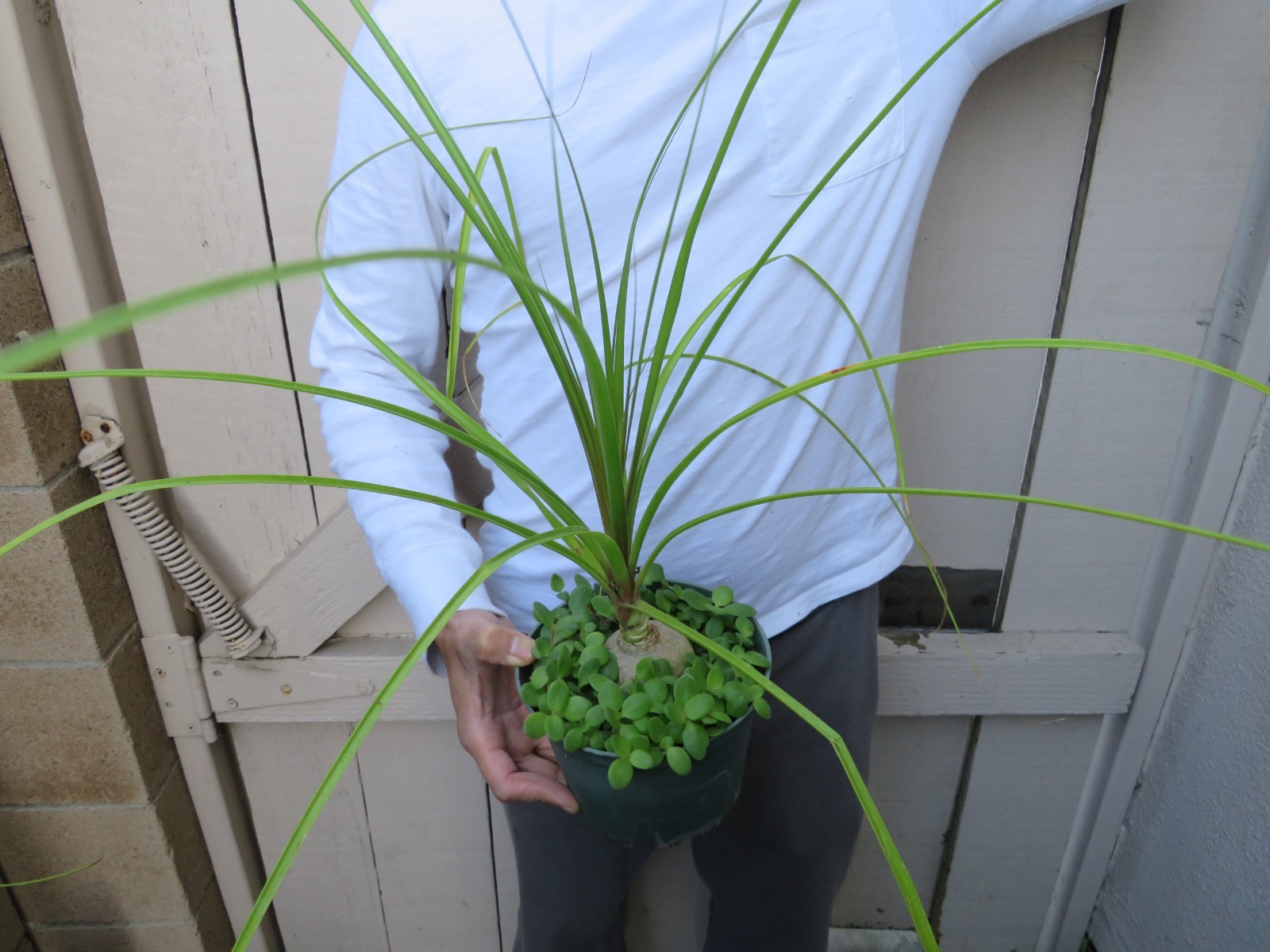 Beaucarnea recurvata pony tail palm Succulent
