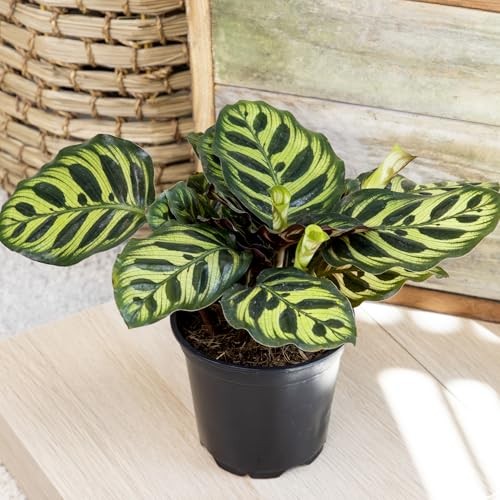 Calathea Prayer Plants Live (4-Pack) Pet Friendly Indoor Houseplants Pray