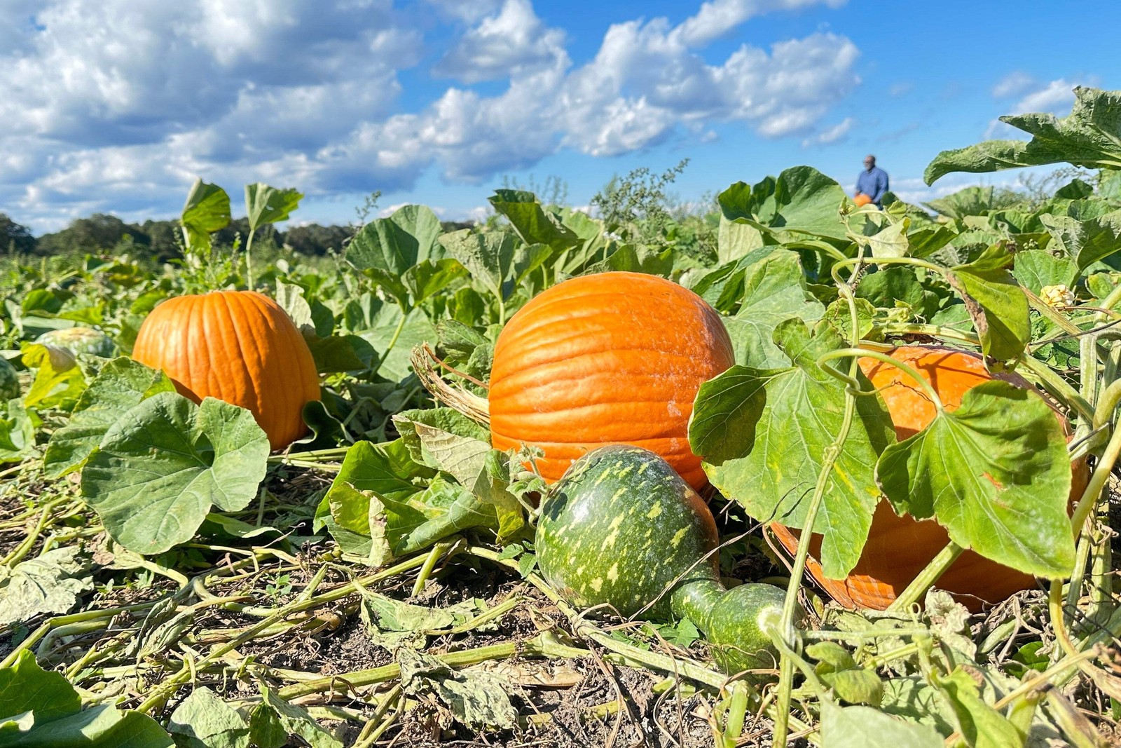 50 CONNECTICUT FIELD PUMPKIN BigTom Orange Yankee Cucurbita Pepo Vegetable Seeds
