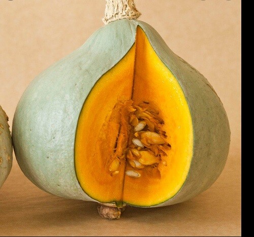 Blue Hubbard Winter Squash 10 – 400 Seeds New England Heirloom HUGE 15 – 40 lbs!