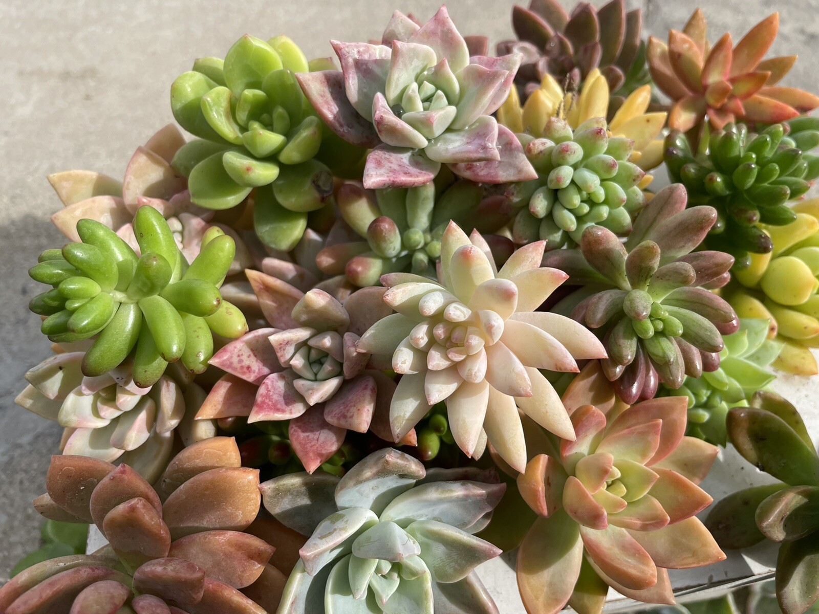 30 colorful cutting succulents (pink, Red,Yellow Orange, Burgundy, Pastel,green)