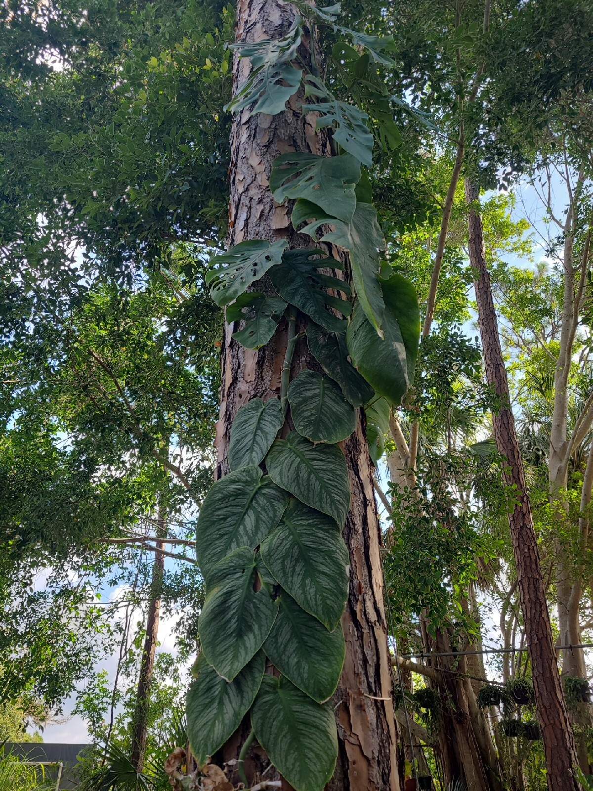 XL Monstera Dubia Mature Large Stem plant Fenestrated