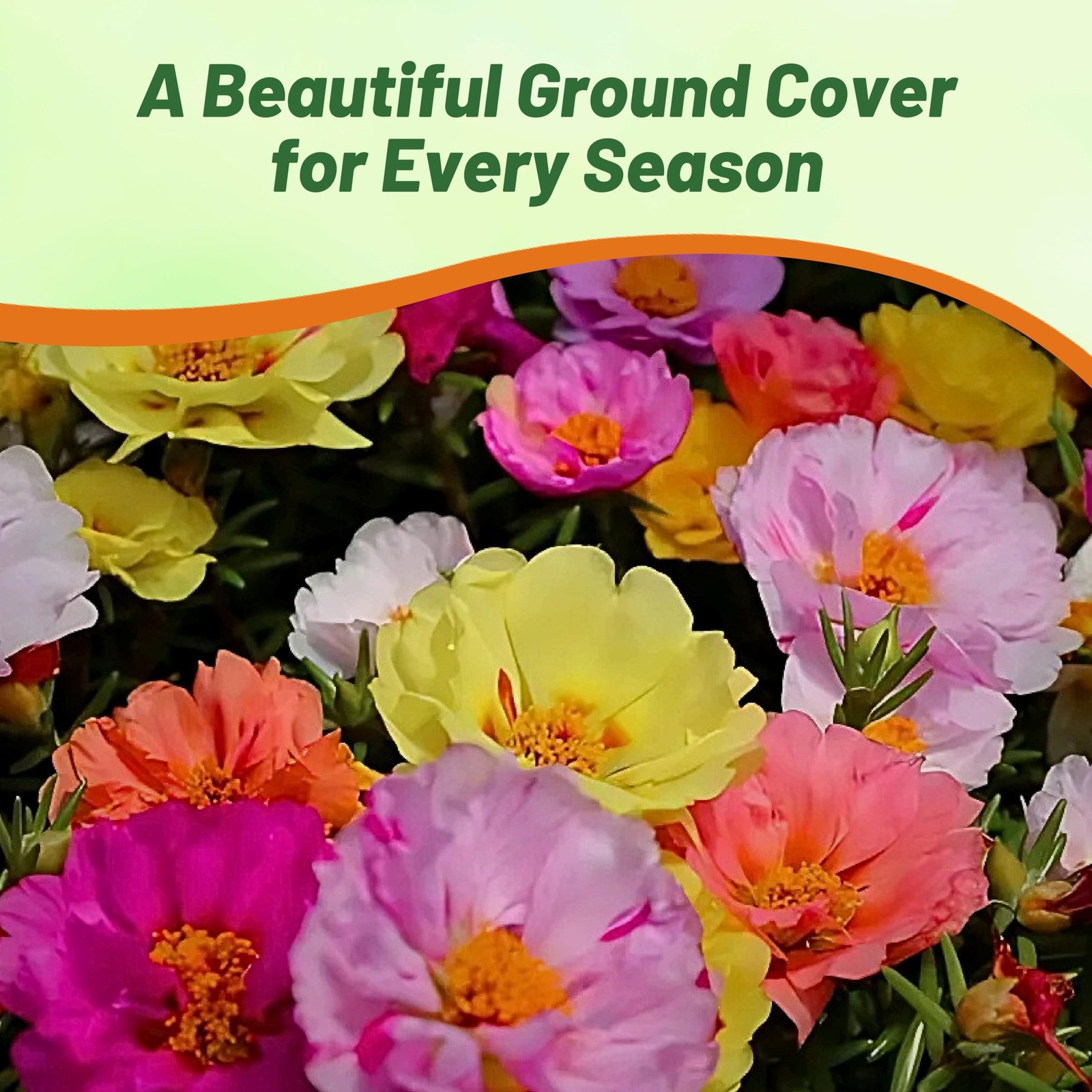 Mixed Moss Rose Seeds – 5000 Pcs Annual Drought Tolerant Ground Cover