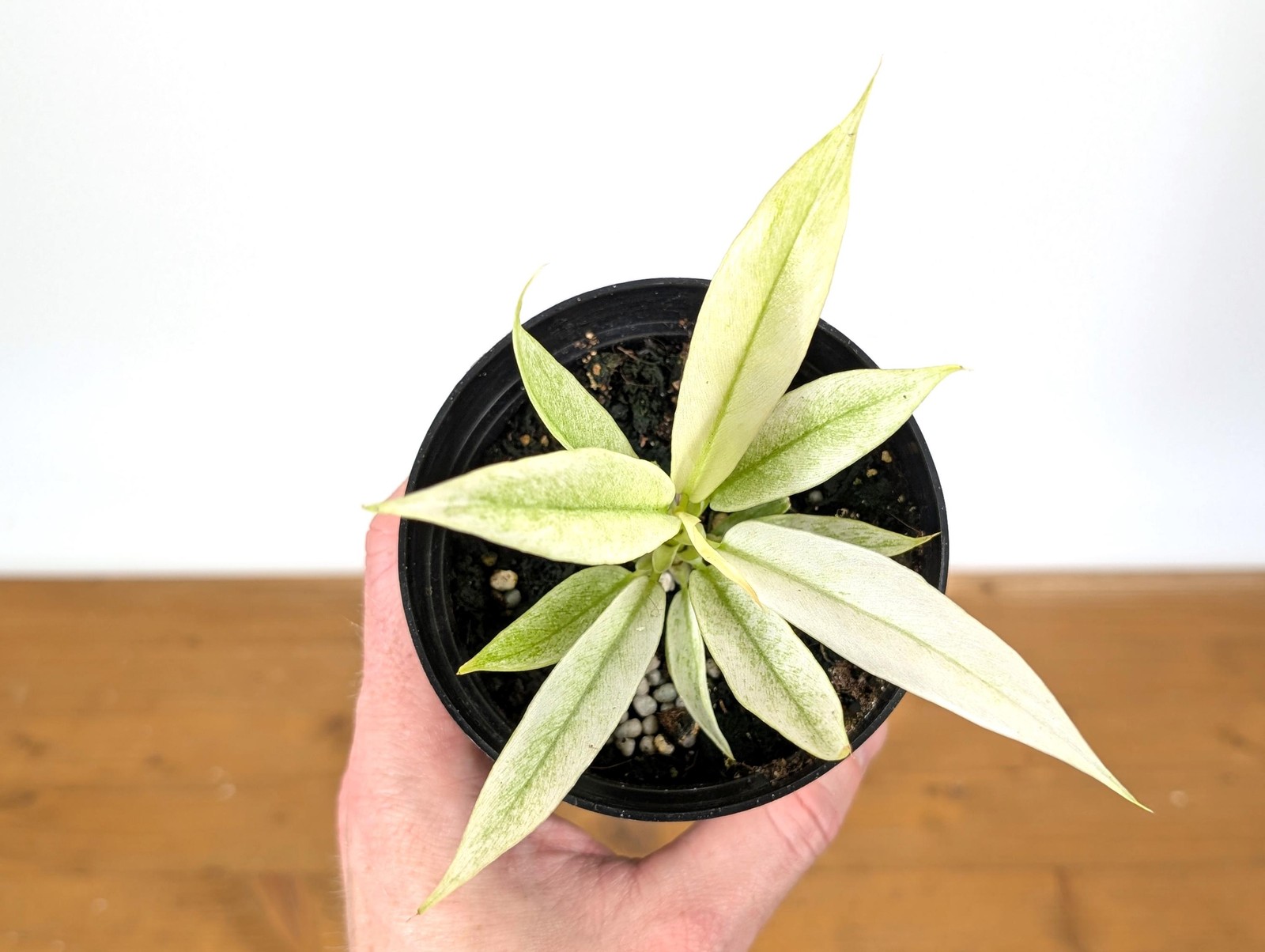 Philodendron Mint Ring of Fire Variegated White – Assorted 4 Inch Pots