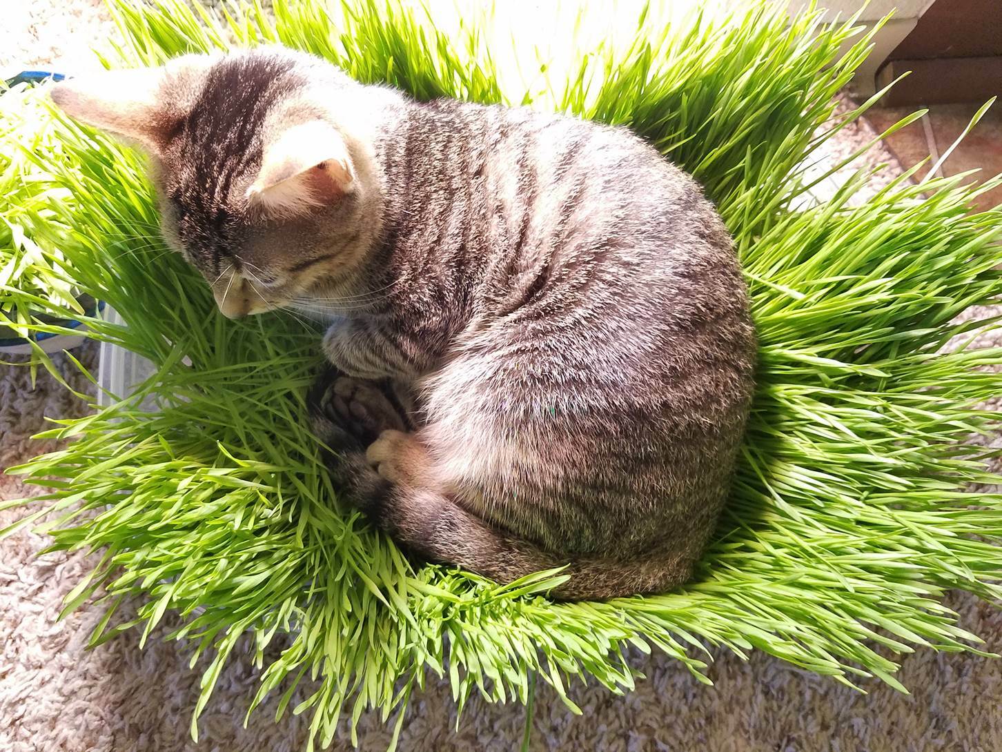 12g(400+) Cat Grass Wheat Sprouting Seeds 0.42oz-Fast Growing Non-GMO Wheatgrass