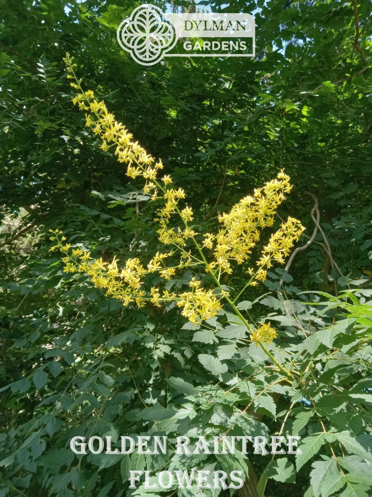 Golden Rain Tree (Koelreuteria paniculata) Bee-friendly Tree – Multiple Sizes