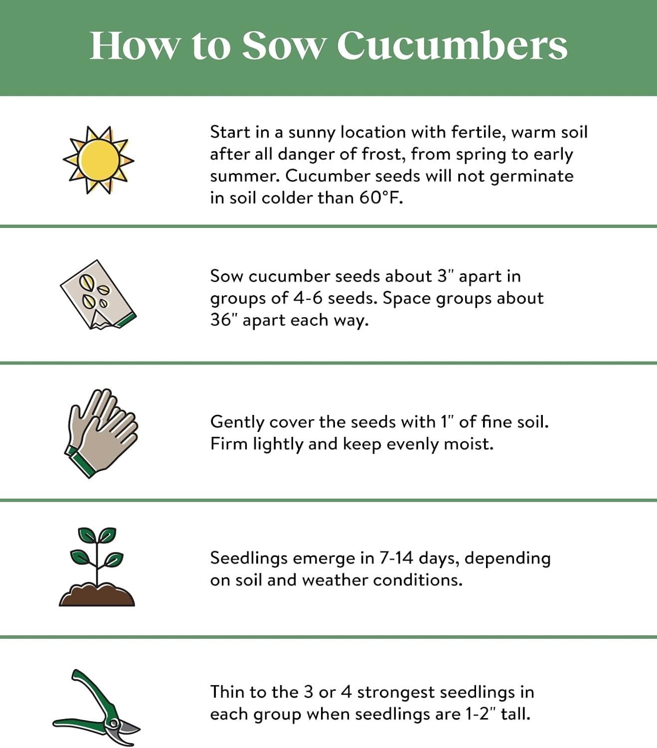 Straight Eight Heirloom Cucumber Seeds – 200 Non-GMO, Organic & Easy to Grow