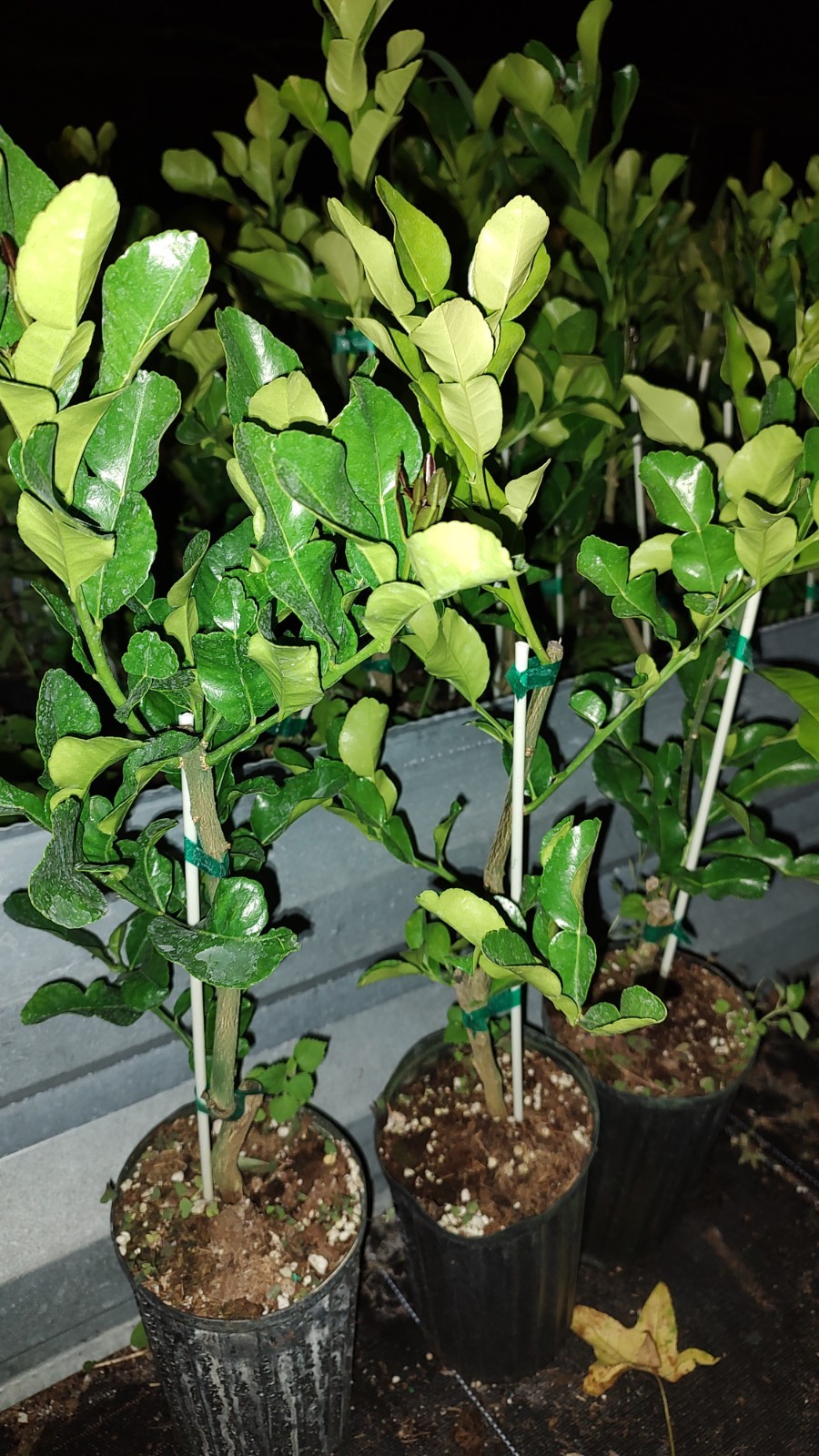 Kaffir Lime Tree Live Plant – Healthy Potted Citrus 24 Inches Tall