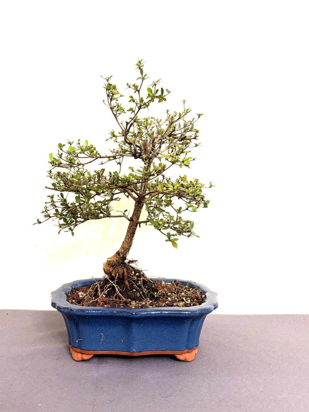 Dwarf Black Olive (Bucida Spinosa) Bonsai – Plant – Kifu Size