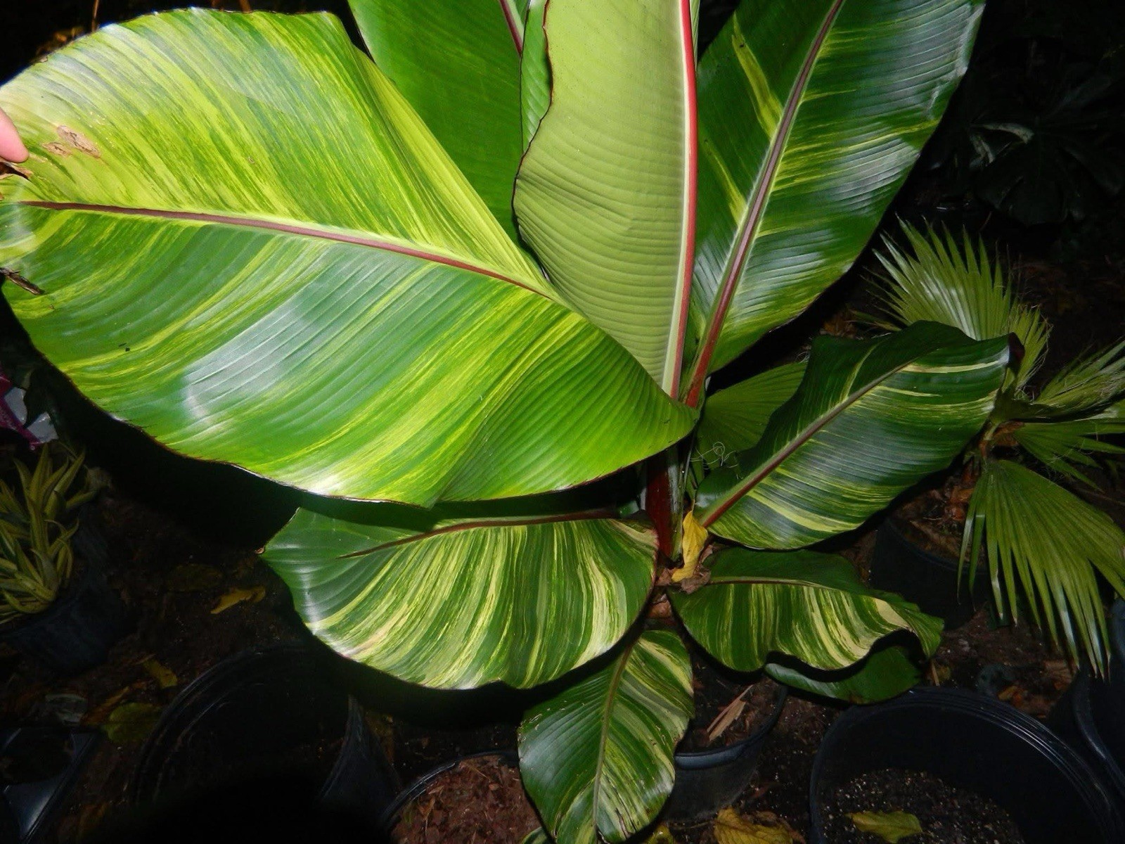 Extreme rarity Aurea Ensete maurelli Sport Variegated Not Nono Banana