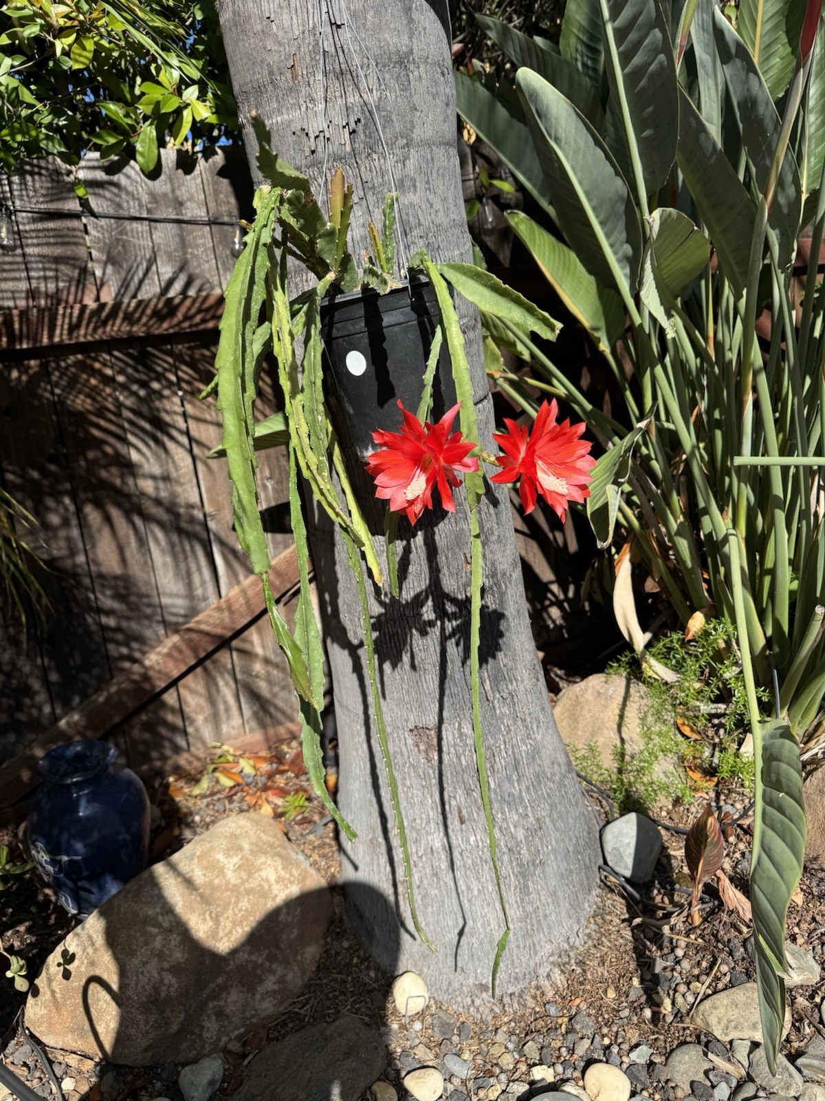 10 +2 Mystery Color NOID Epiphyllum Orchid Cactus Cuttings, 7-10in. Long