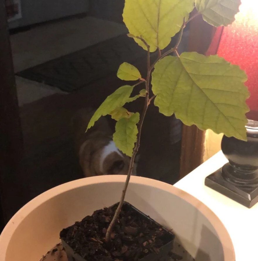 2 Live Witchhazel Plant, Hamamelis virginiana, 8” Tall, 4” Pot, Deciduous Shrub