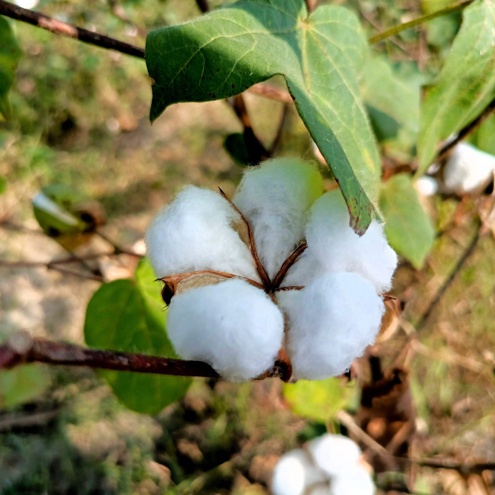 25 WHITE COTTON Gossypium Hirsutum Plant Seeds