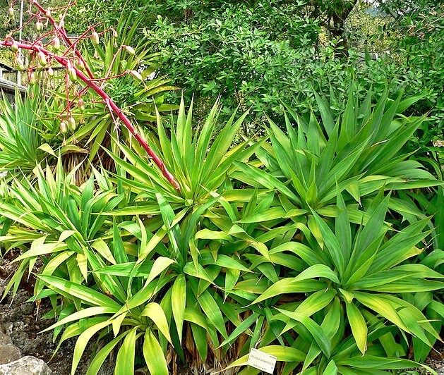 Beschorneria albiflora | White-Flowered Beschorneria | 5 Seeds