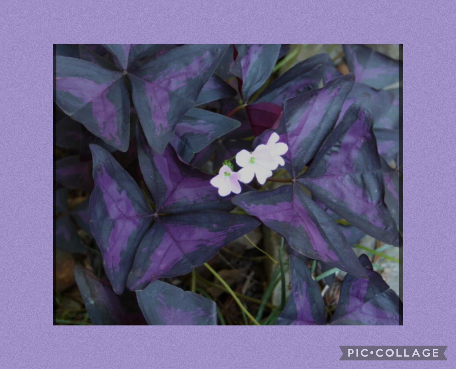 👒 10 Purple Shamrock~Oxalis Triangularis~Bulbs~Striking Colors~Lovely~Blooms