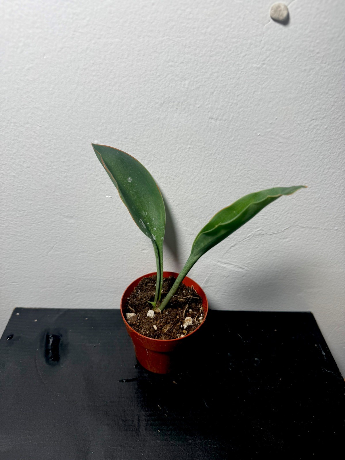 Sansevieria Air Cleaning Plant