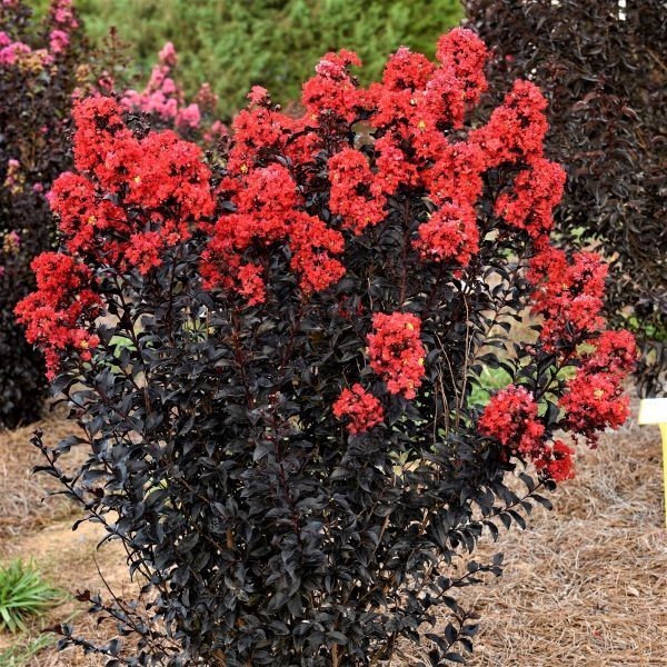 Black Diamond Improved Crepe Myrtle Plant