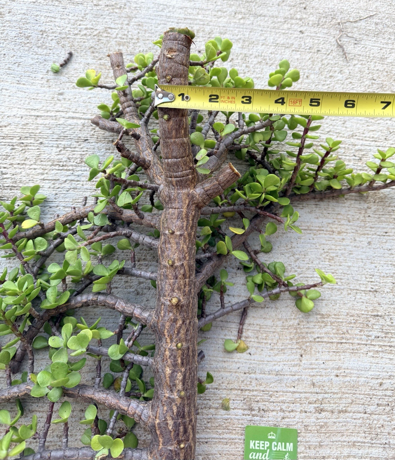 1.5” THICK STEM 18” Cutting Portulacaria Afra Exact Branchy Bonsai Easy to Root