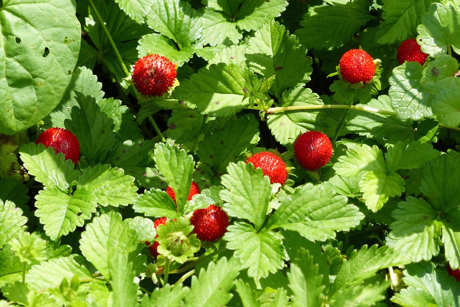 100 ALPINE STRAWBERRY Fragaria Vesca Red Fruit White Flower Seeds *Flat S/H