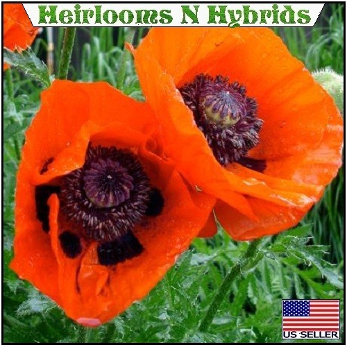 5,000+ Perennial Prince of Orange Papaver Oriental Poppy Seeds For Planting Rare