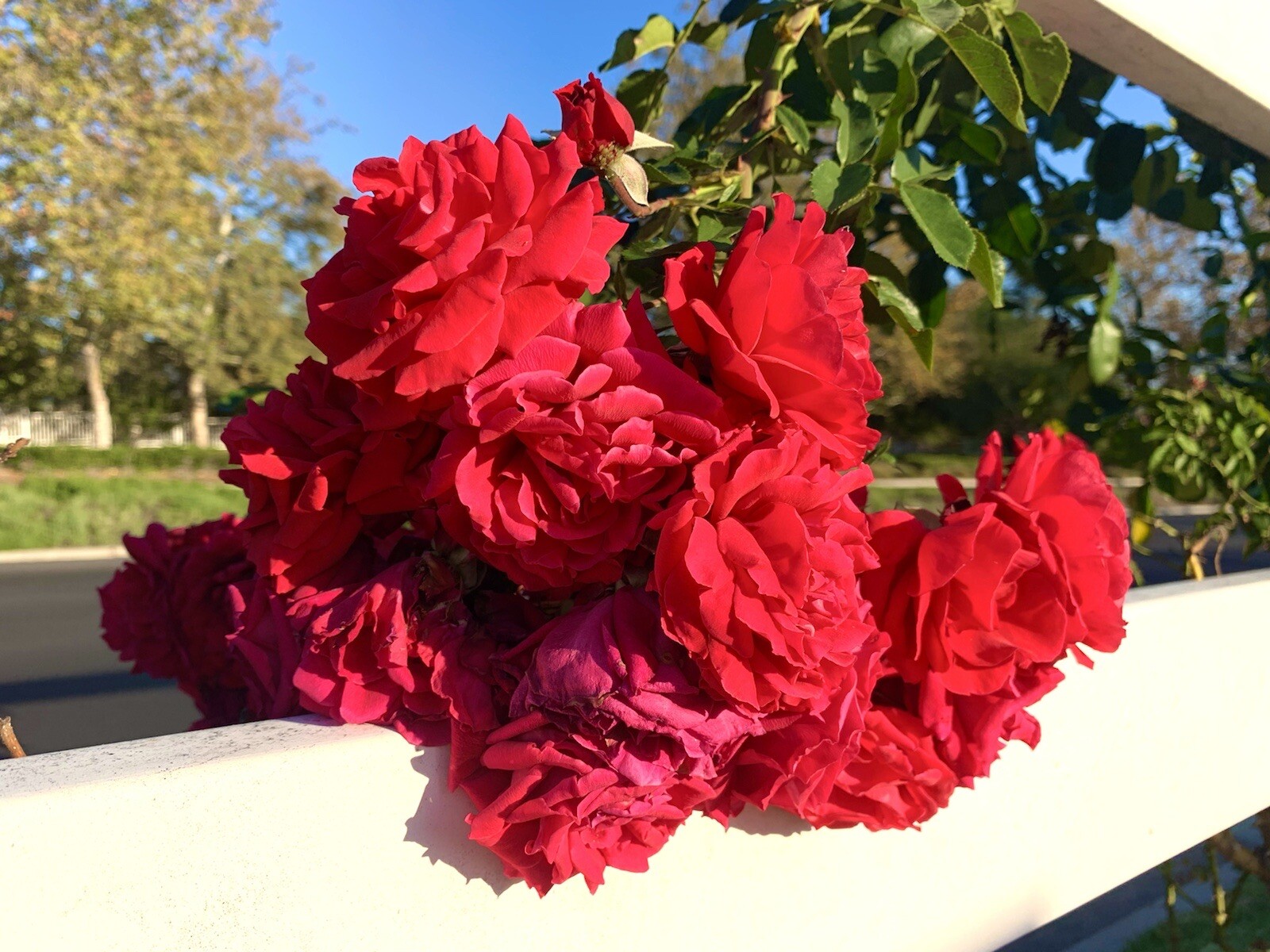 Fragrant Red Rose Bushes – 15 Seeds 2023 – USA