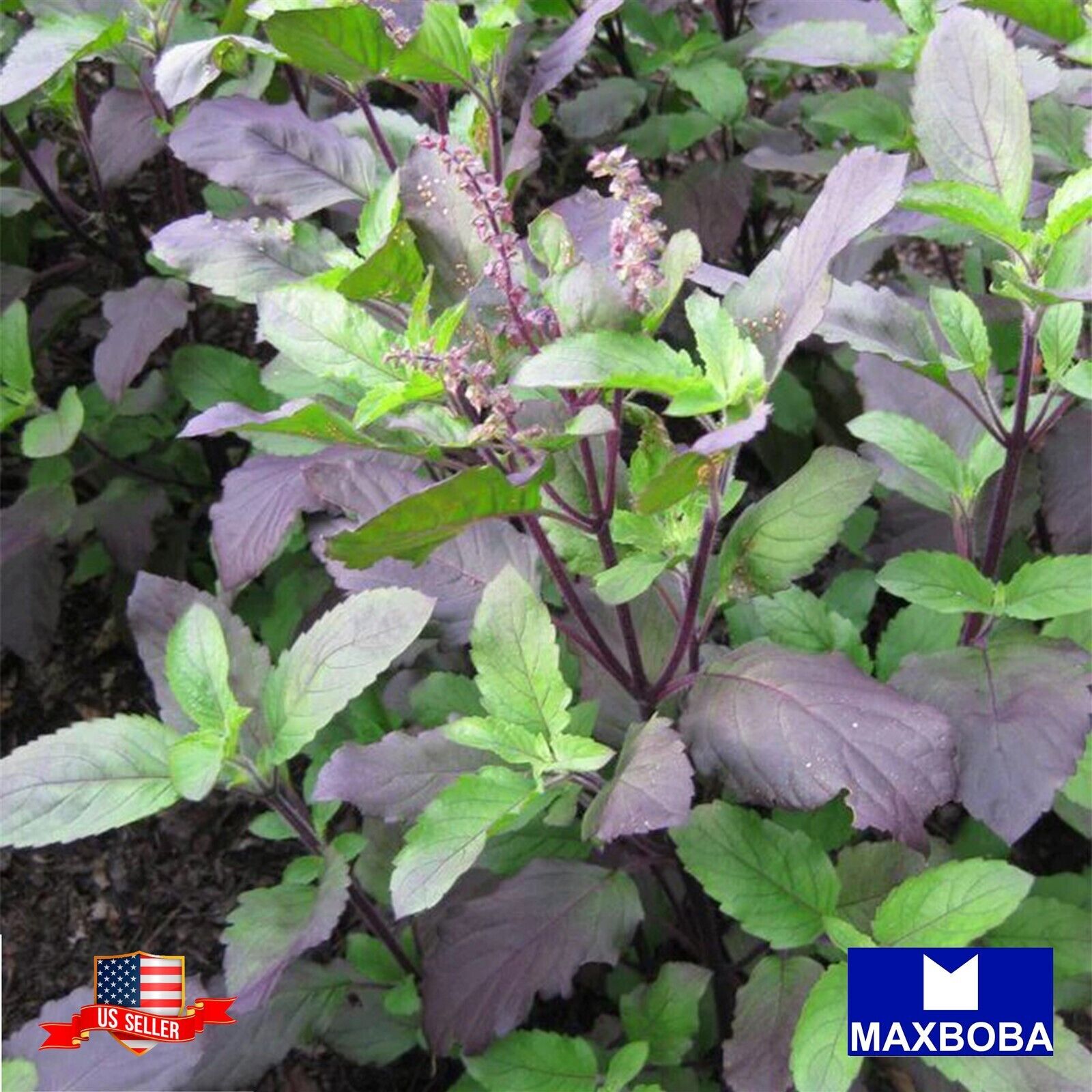 Fresh!!Red Leaf Holy Herb Seeds Basil – Non-GMO Heirloom Garden