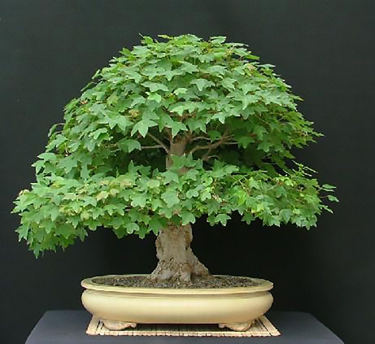 Trident Maple, Acer buergerianum, Tree Seeds
