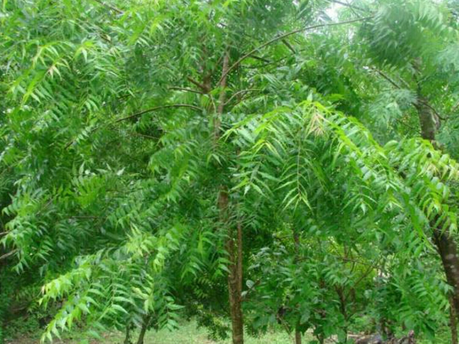 💕Rare Neem Tree Plant & seeds Azadirachta indica Non GMA in Pot Grown seed NS25