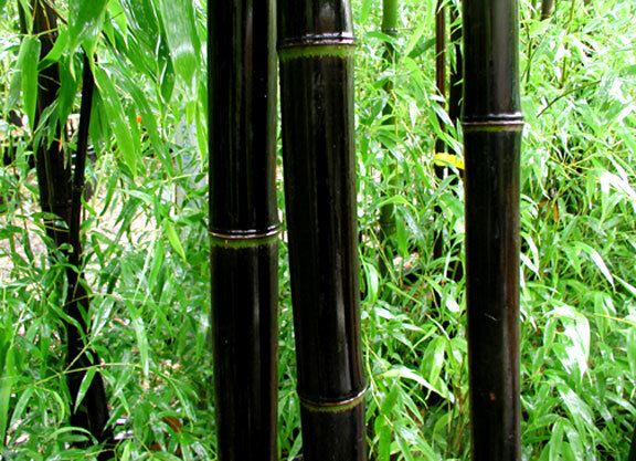 50+ Fresh SEEDS, Black Bamboo, Phyllostachys Nigra. USA Shipped!