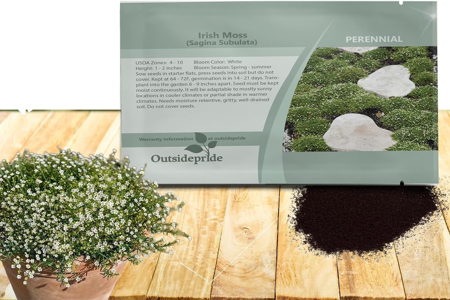 Irish Moss Ground Cover Seeds – 5000 Pcs Perennial Low Growing, Mat-Forming L…