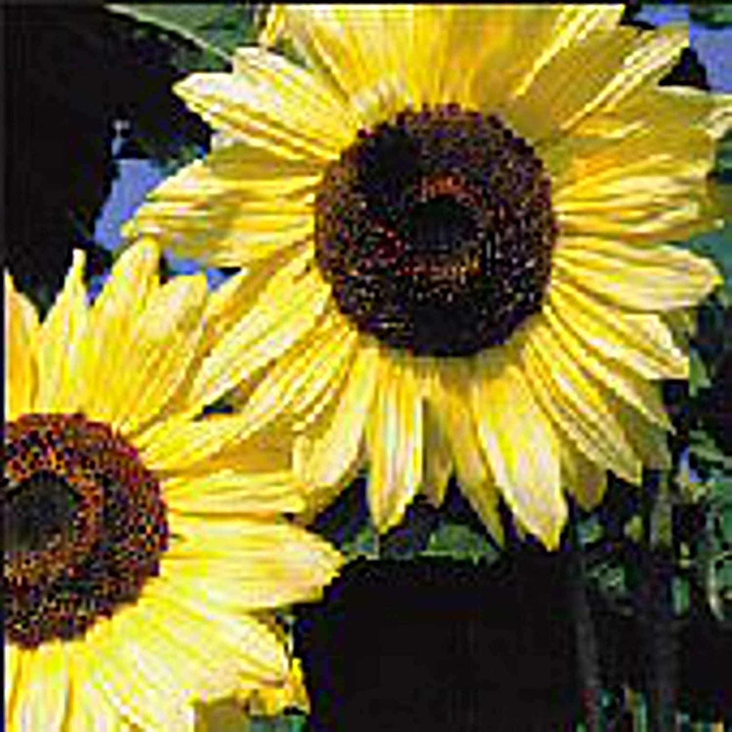 Sunflower Flowers (Lemon Queen) Seeds (25+ Seeds)