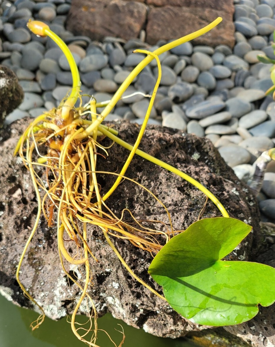 Live Nymphaea Hardy Hawaiian Angelskin Waterlily Aquatic Pond Plant with Rhizome